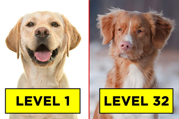 Which Dog Breed Are You?\