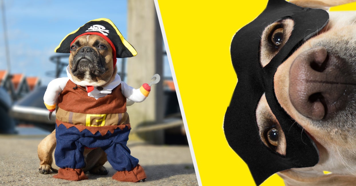 What Should Your Dog Be For Halloween?