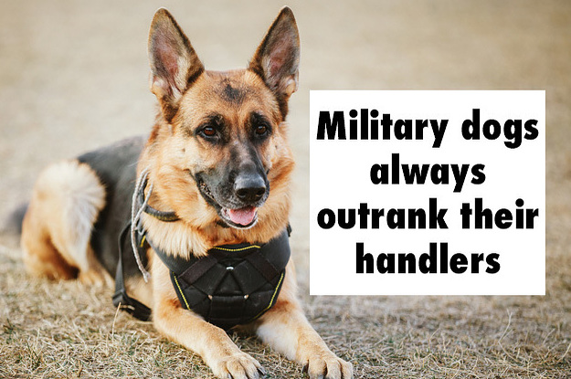 why do military dogs outrank their handlers