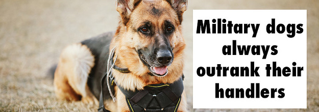 why do military dogs outrank their handlers