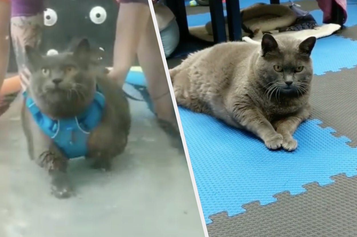 Videos Of Cinderblock The Obese Cat Exercising Have Gone Viral