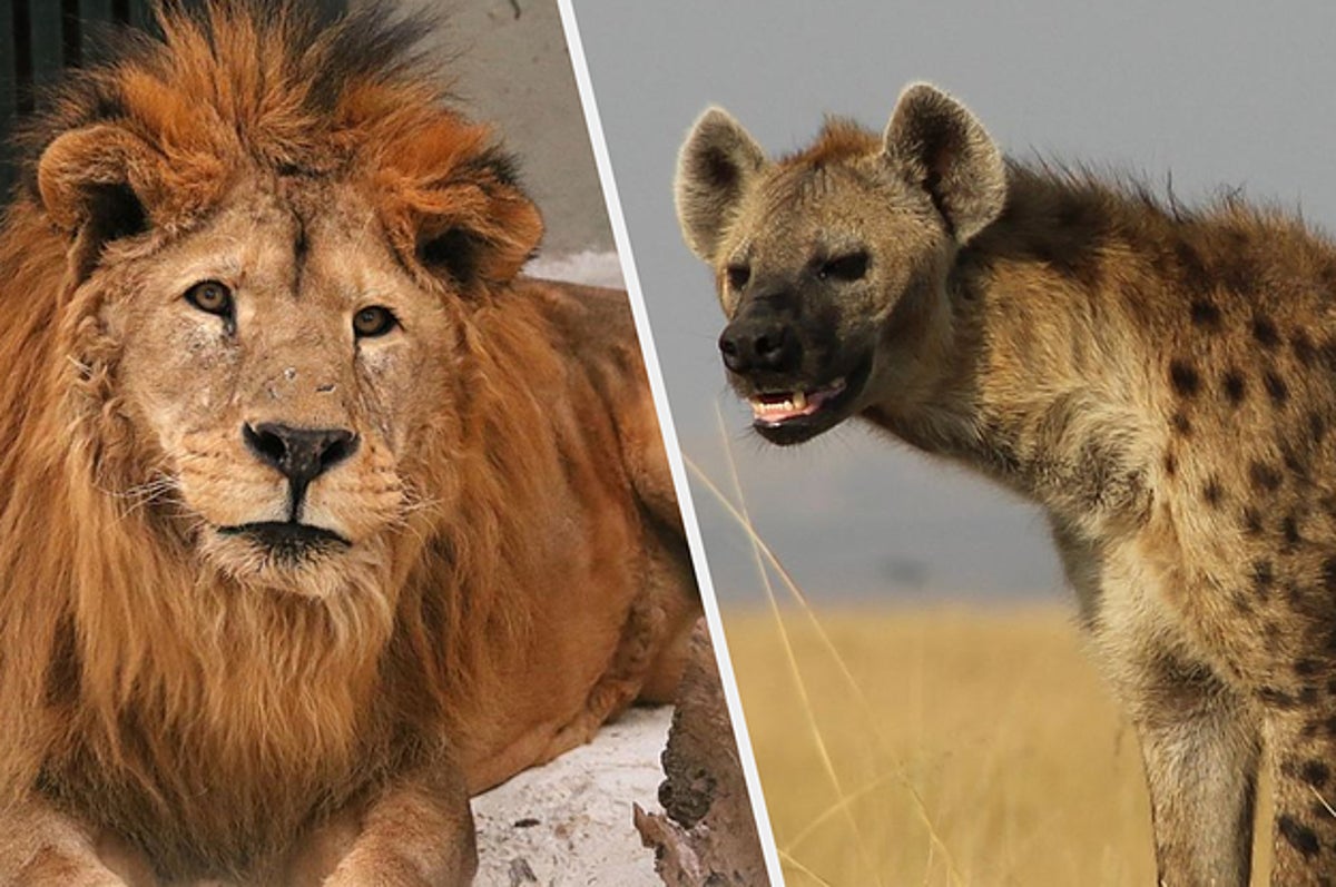 Na Selva Voce Esta Mais Pra Leao Ou Hiena