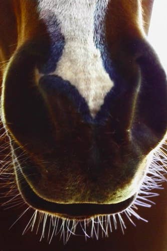 closeup of horse nose