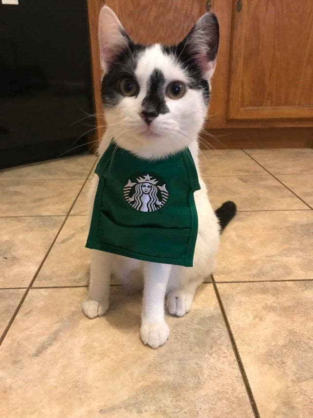 cat wearing halloween costume