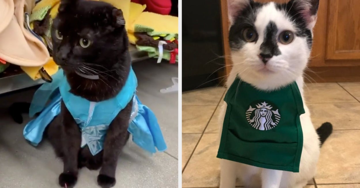 16 Cats Dressed In Halloween Costumes