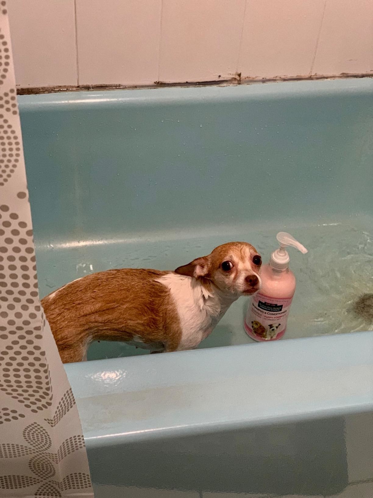 wet dog in bath next to large shampoo bottle with pump