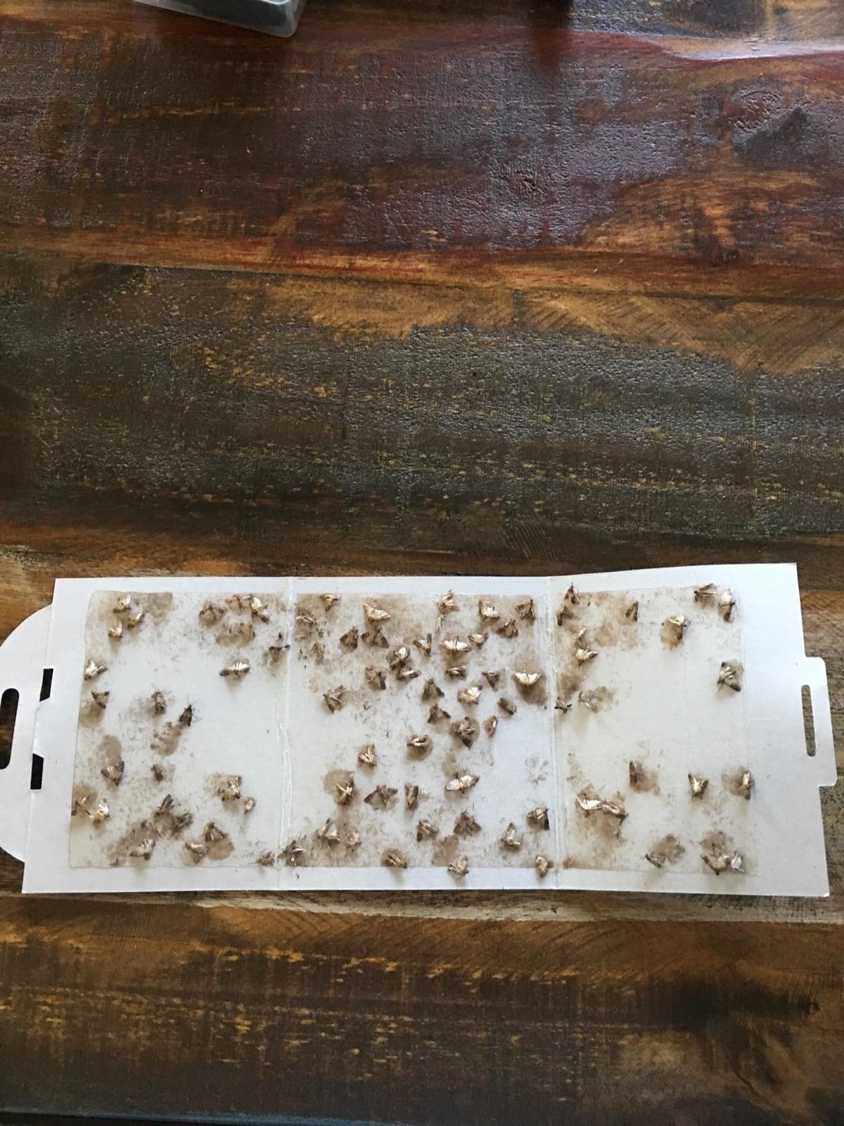 many moths on glue trap 