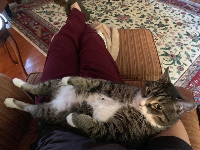 The Best Cat Posts From This Week Oct 30 2019