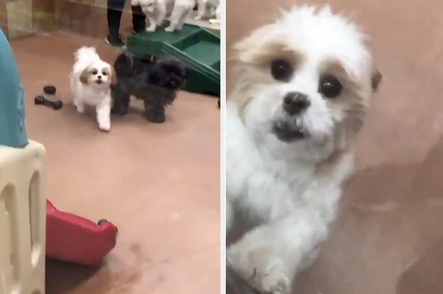 Excited poodle best sale at doggie daycare