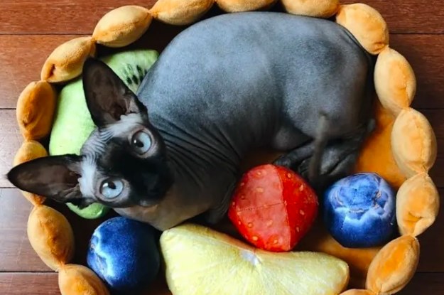 21 Things To Buy Your Cat When You Suspect They're Secretly Mad At You