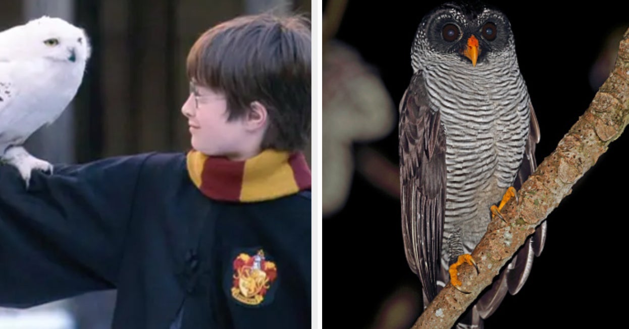 What Will Your Hogwarts Owl Be Based On This "Harry Potter" Quiz?