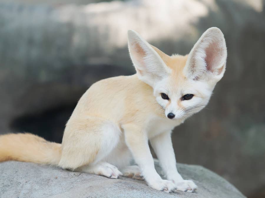 nice animal pictures