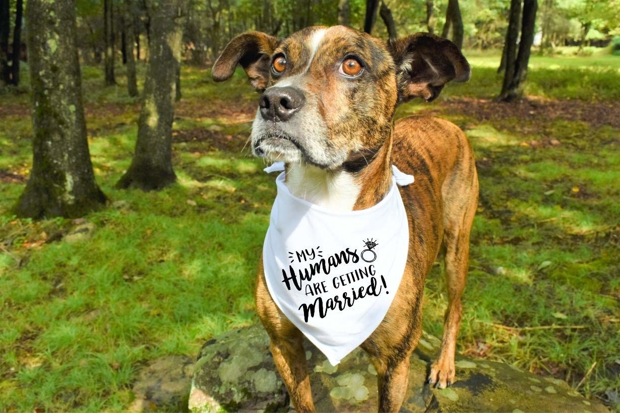 Doggie bandana with &quot;my humans are getting married&quot; and a ring embellishment printed on the front