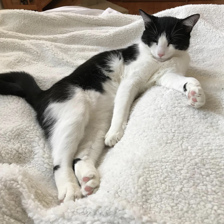 reviewer's pic of their cat on the blanket