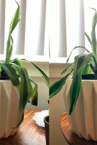 Reviewer's before picture to show wilted plant