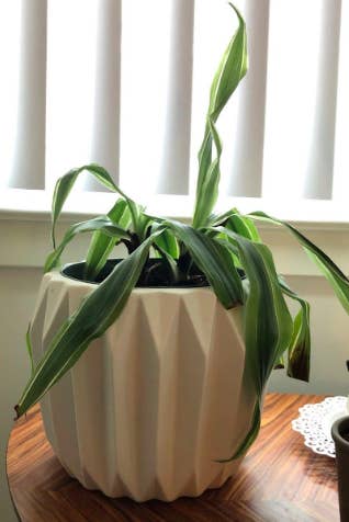 A reviewer's before photo of their wilting plant