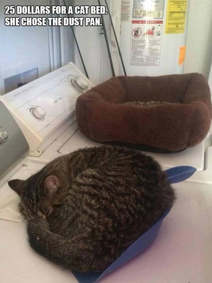 20 Examples Of Cats Playing By Their Own Damn Rules