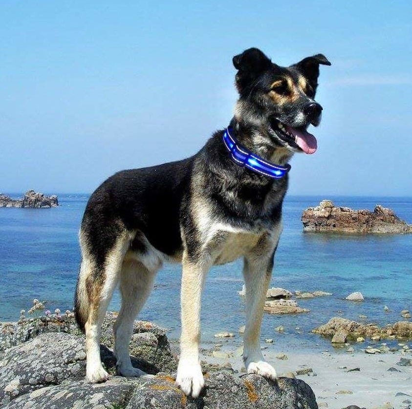 A dog standing on a rock by a beach with the collar on