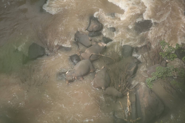 Six Elephants Died Trying To Save Each Other From A Waterfall In Thailand