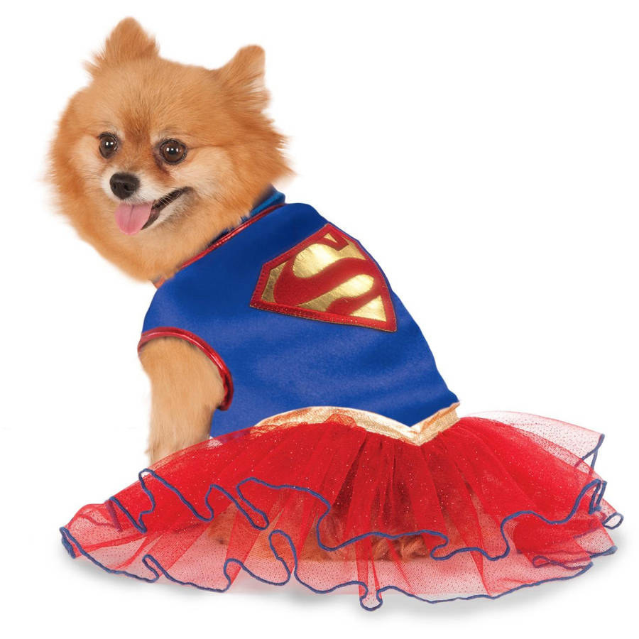small dog wearing the superman costume