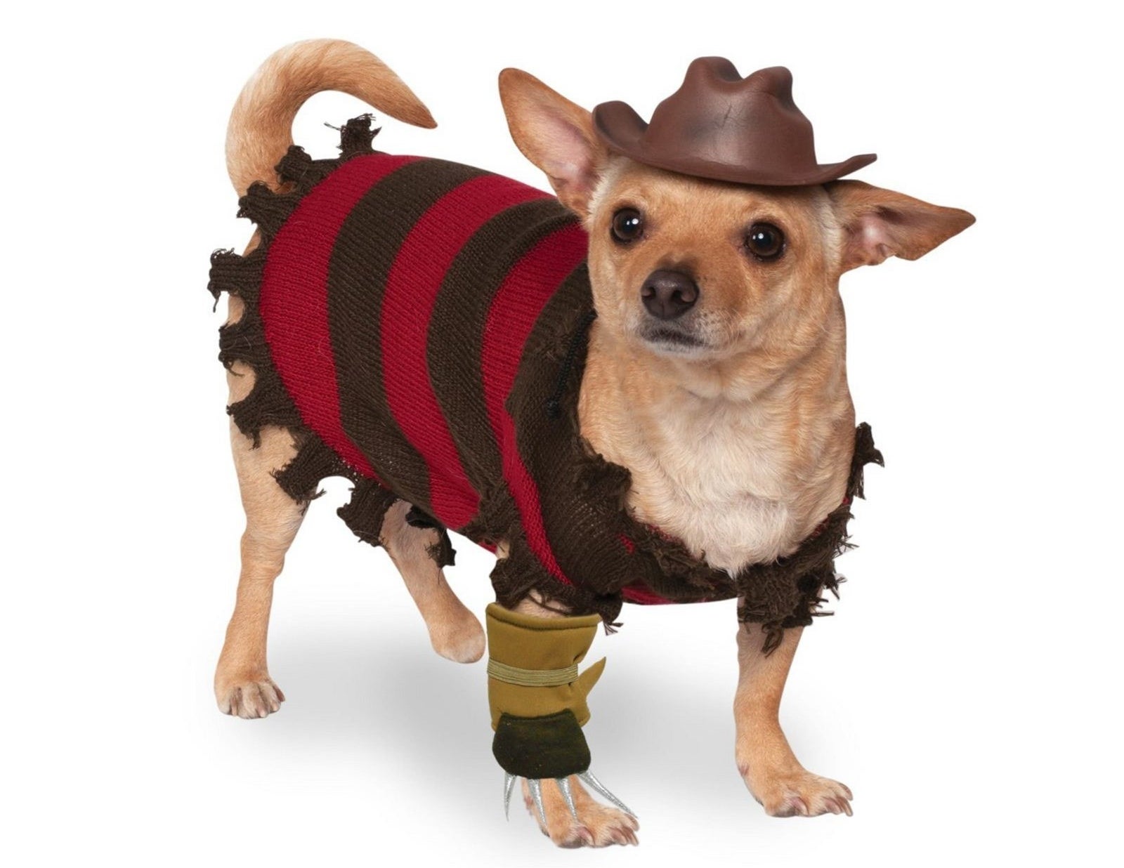 small dog wearing the Freddy Krueger costume