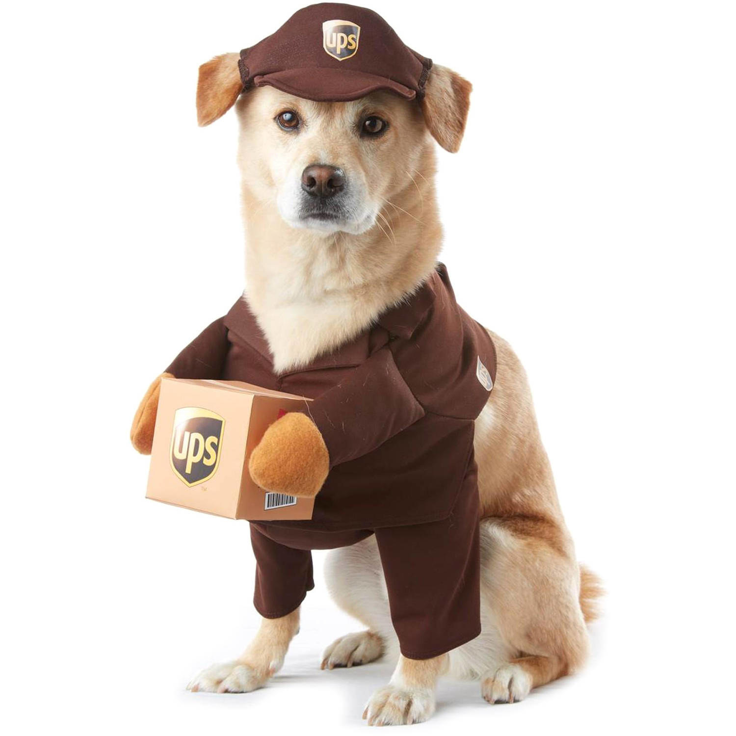 dog wearing the UPS delivery costume