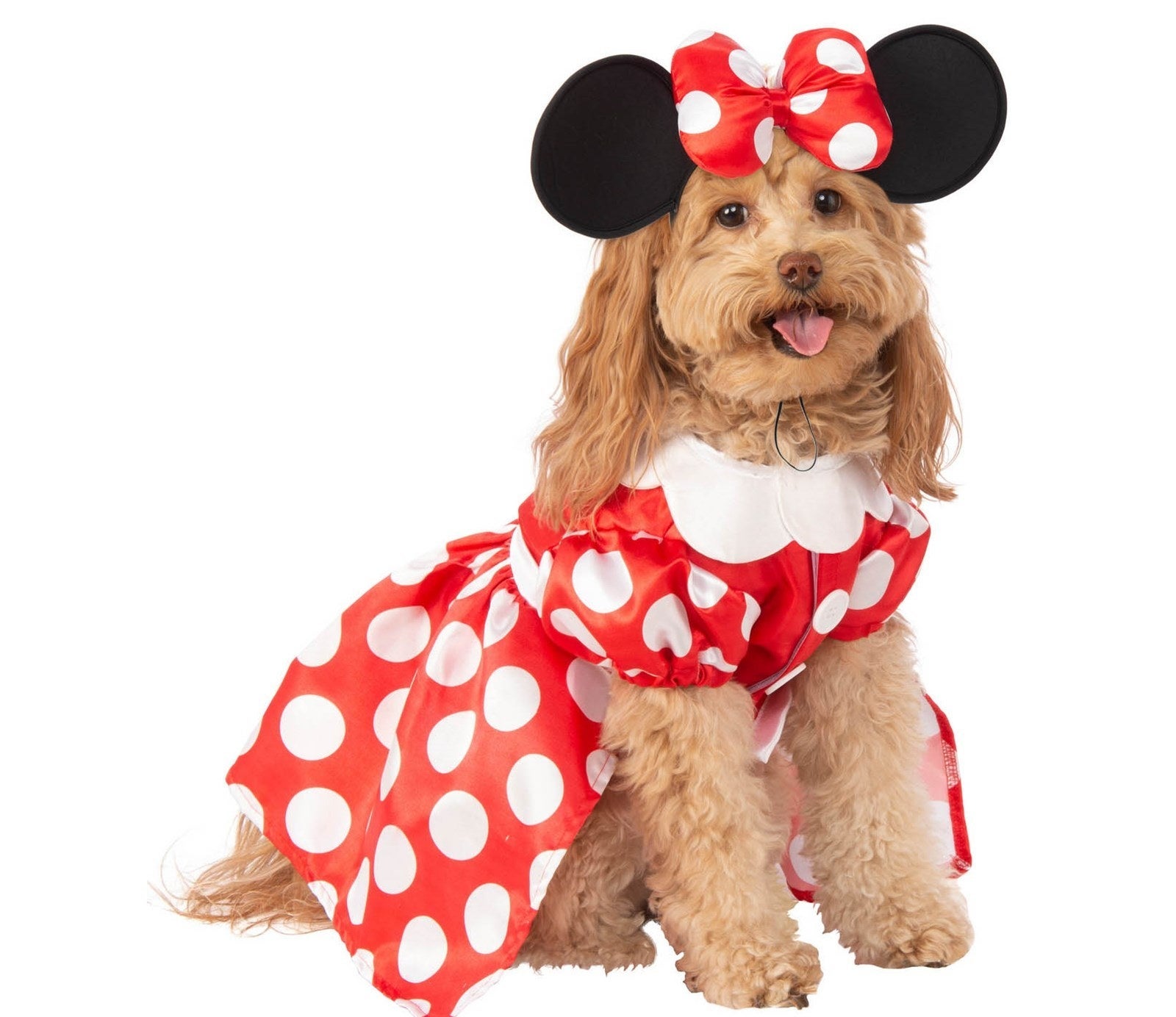 medium-sized dog wearing Minnie Mouse costume