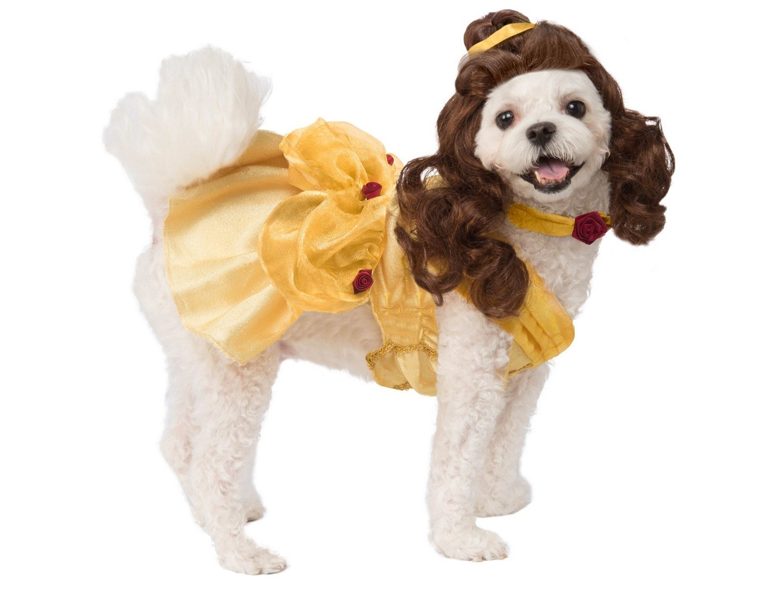 dog wearing the princess Belle costume