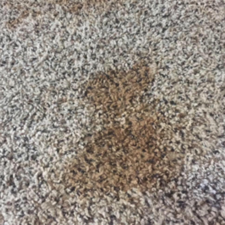 a reviewer's photo of a stained carpet