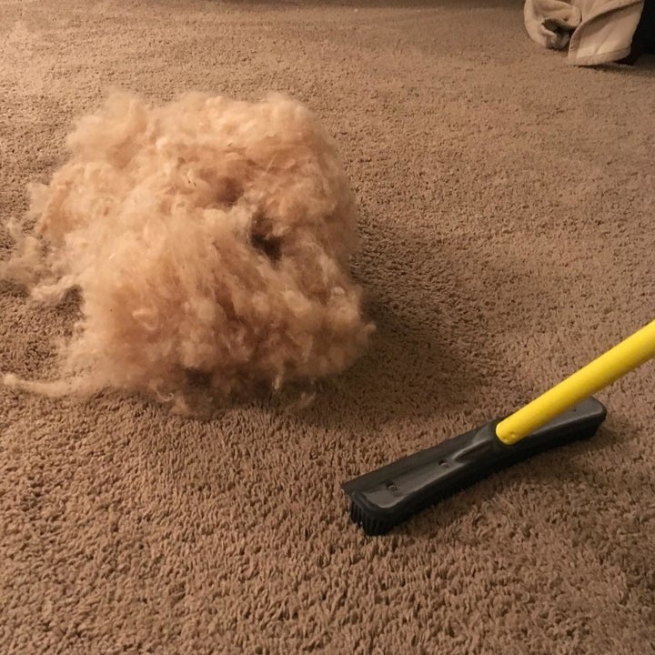 The broom sweeping up a huge pile of dog fur from the carpet 