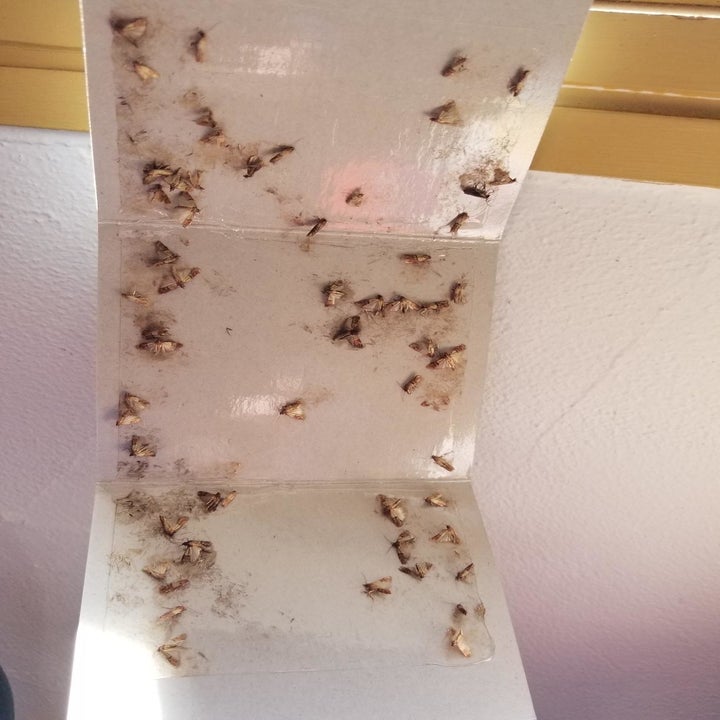 reviewer shows all the moths stuck inside