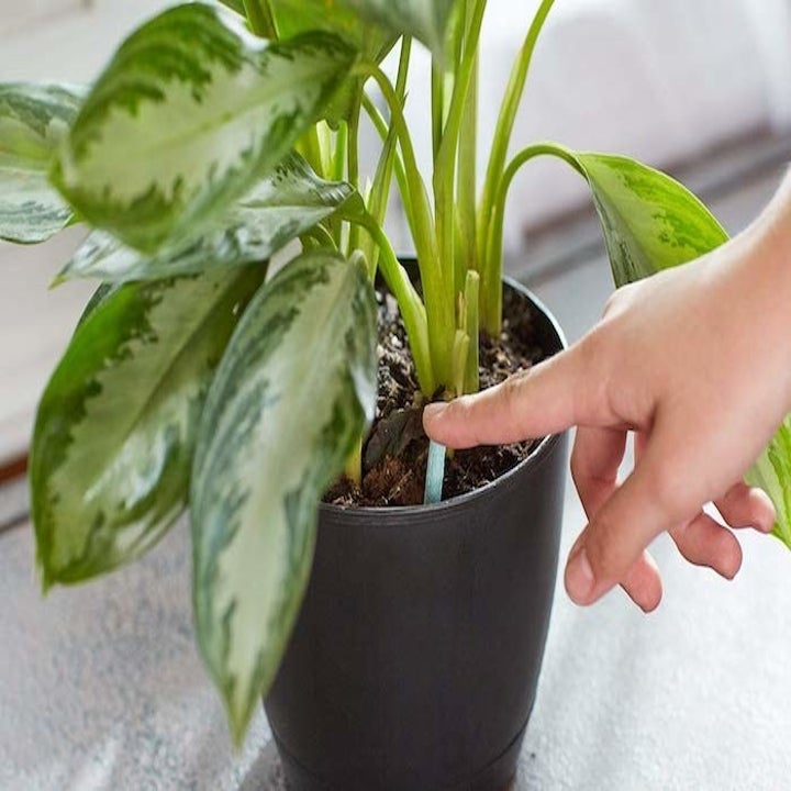 A model's hand pushing a stick into the soil of a potted plant
