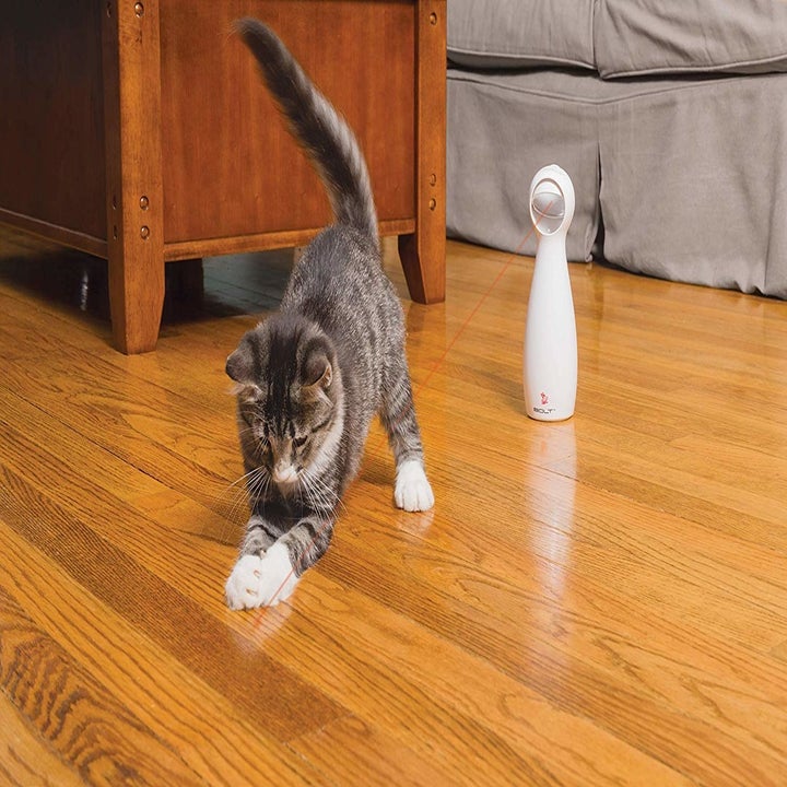 Cat Products That Every Cat Owner Should Own
