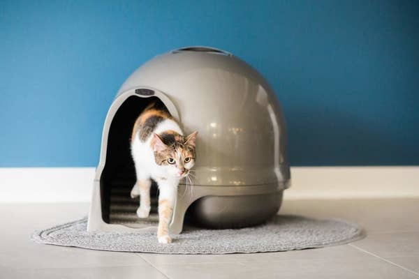 Cat Products That Every Cat Owner Should Own