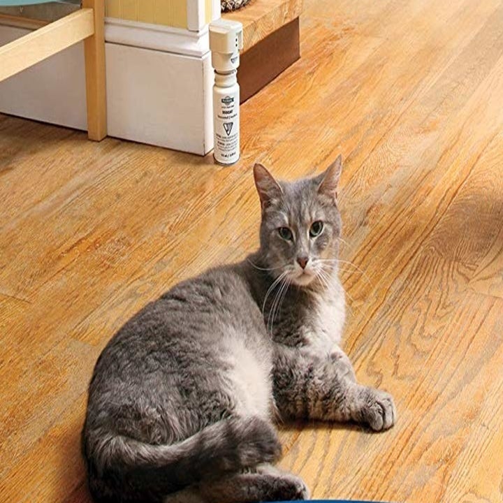 Cat Products That Every Cat Owner Should Own