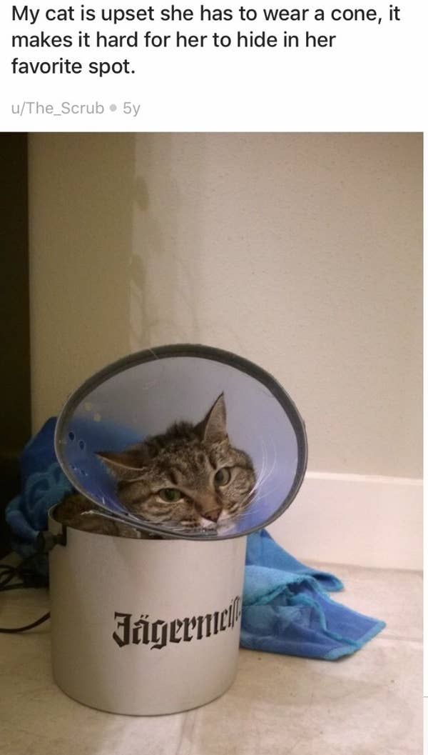 Cats Who Got Caught Hiding Despite Their Best Efforts