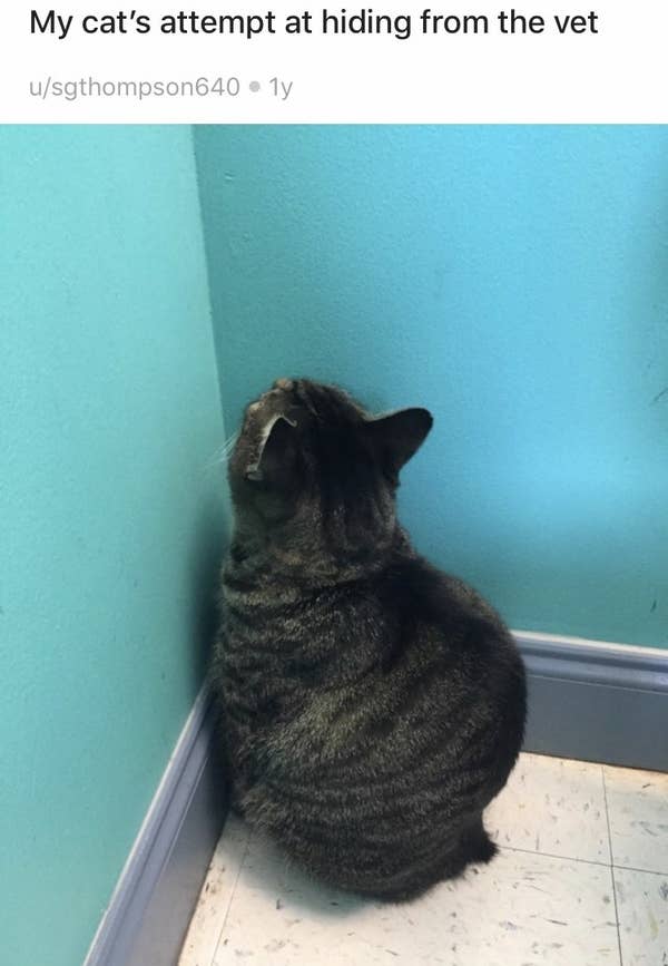 Cats Who Got Caught Hiding Despite Their Best Efforts