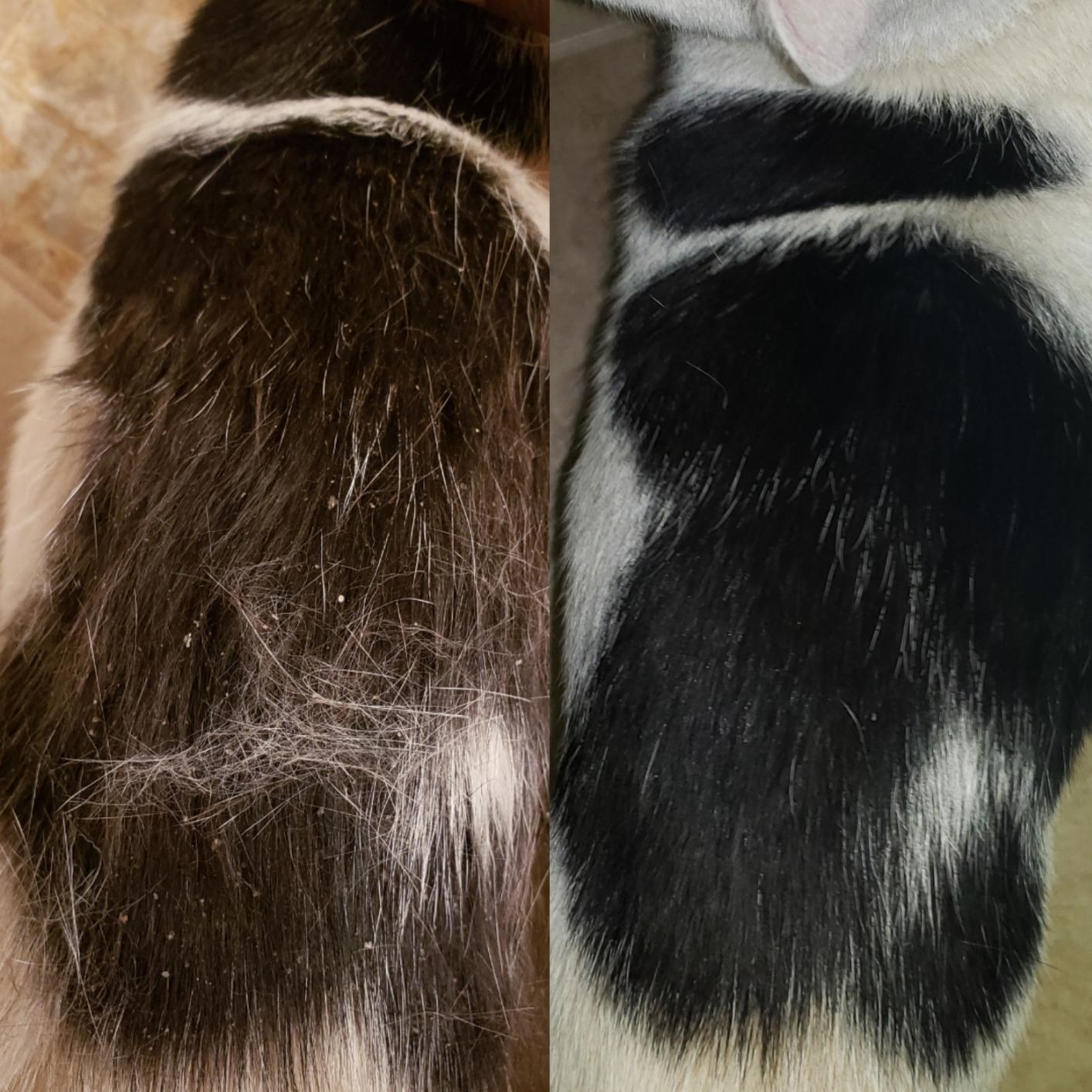 Before and after showing cat covered in loose fur and dander, wiped clean after using product 