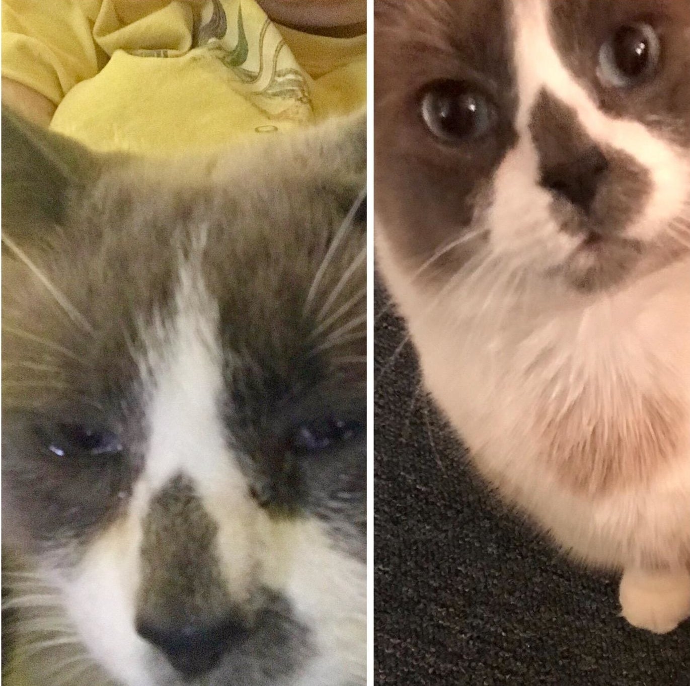 Reviewer&#x27;s before and after photos showing the drops helped treat their cat&#x27;s watery eyes and inflamed nose