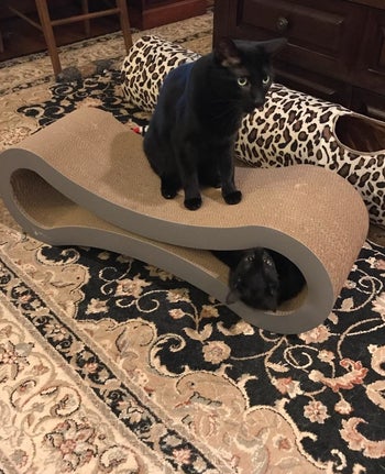 Reviewer photo of their cats playing on the lounge