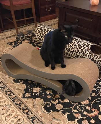Reviewer photo of their cats playing on the lounge