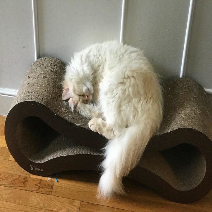 Reviewer photo of their cat sleeping on the lounger