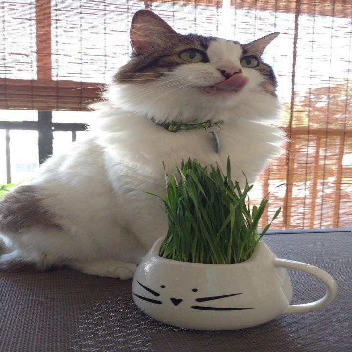 Reviewer photo of the cat grass growing in the cat-shaped mug