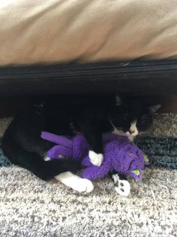 reviewer's cat cuddling the purple toy