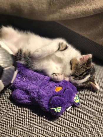 reviewer's cat lying next to the purple cat toy