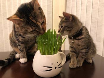 Reviewer photo of their two cats eating the grass