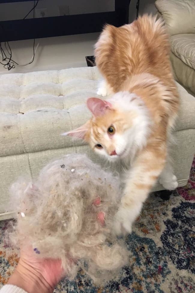 Cat reaching out to grab reviewer's ball of pet fur pulled from carpet 