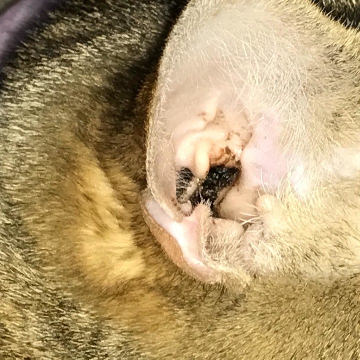 Reviewer's before photo of their cat's ear, which has black buildup inside
