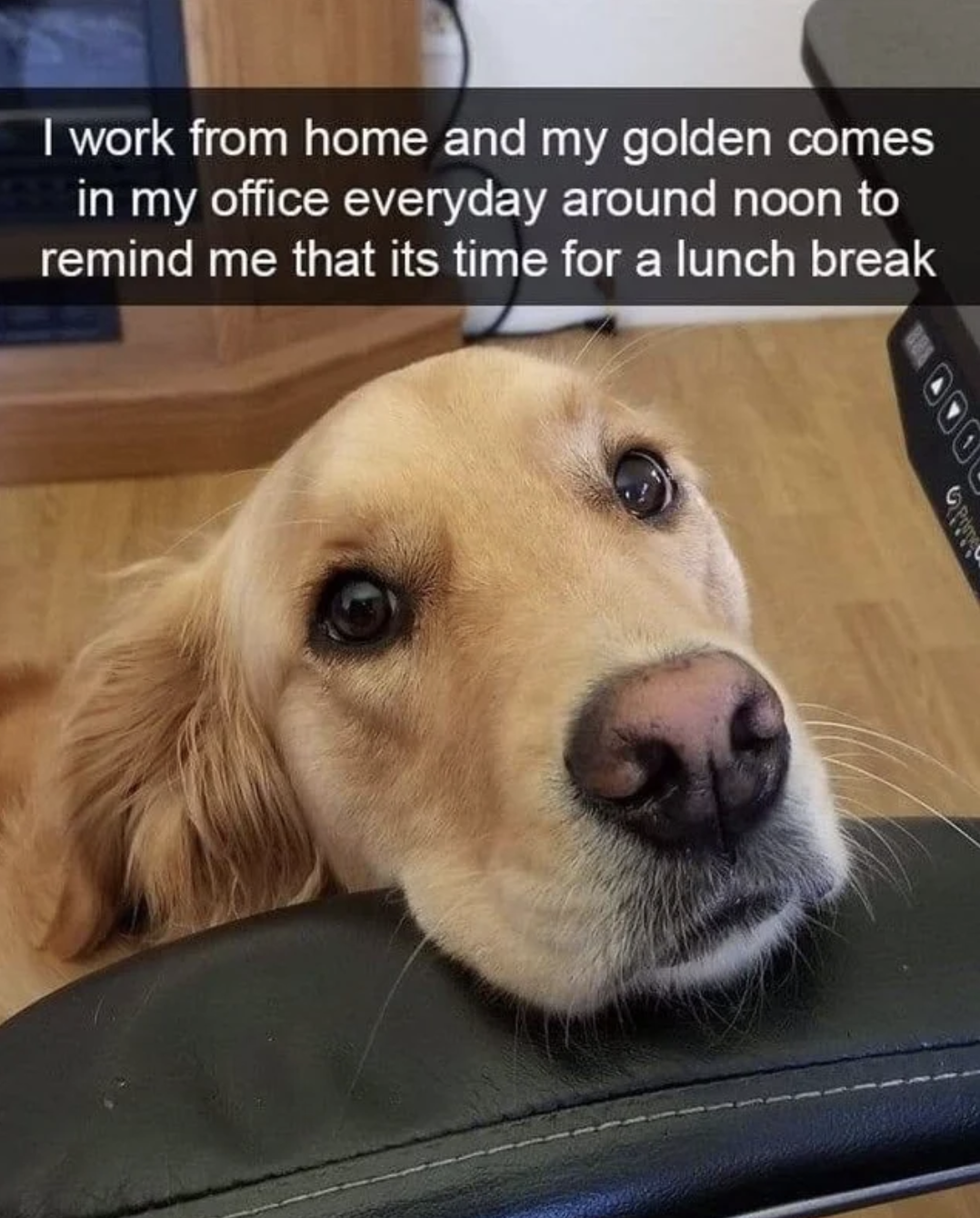 A golden retriever resting his head on a desk chair with the text &quot;I work from home and my golden comes in my office everyday around noon to remind me that it&#x27;s time for a lunch break&quot;