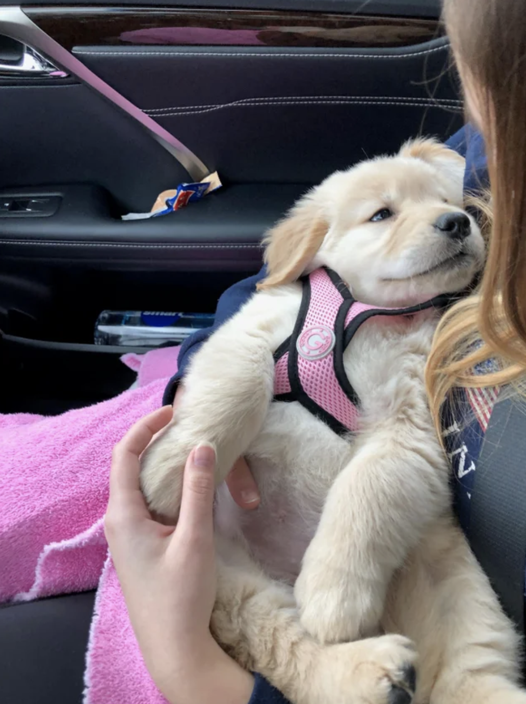 golden retriever egg in mouth reddit